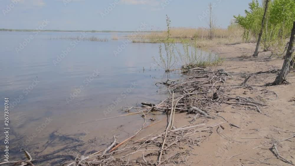 Sandy river bank with trees and reeds on a summer sunny day and blue sky with white clouds Sandy river bank with trees and reeds on a summer sunny day and blue sky with white clouds