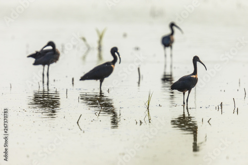 Glossy ibis group backlight