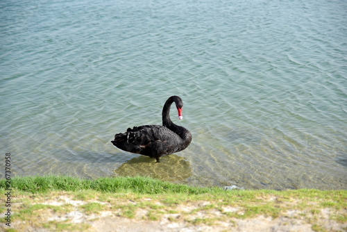 Black swans swimming in the Al Qudra lakes, Dubai, United Arab Emirates photo