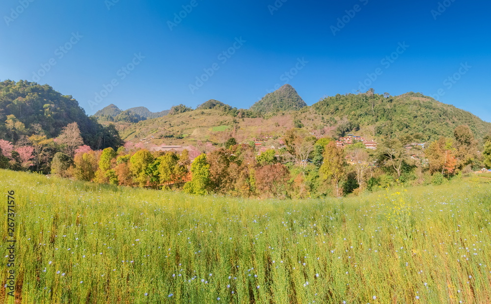 Fototapeta premium view of green meadow on the hill with green forest, mountain and blue sky background, Doi Ang Khang, Chiang Mai, northern of Thailand.