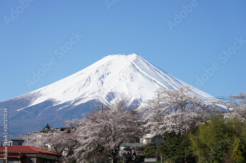 Fuji Mountain in Spring season with blue sky in Japan.