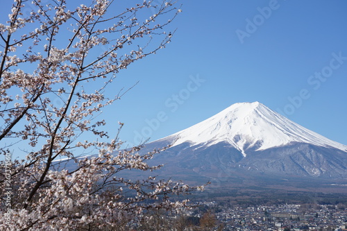 Fuji Mountain and Sakura (Cherry blossom) with blue sky in Japan.
