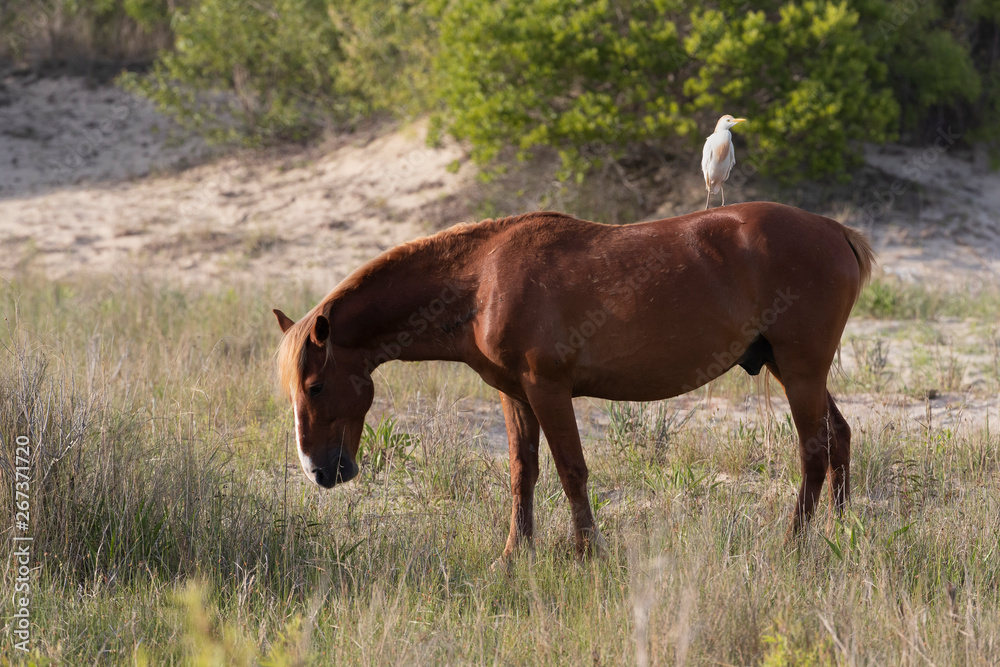 Wild Horses on the Northern End of the Outer Banks in the Sand Dunes at Corolla North Carolina Wild Horses on the Northern End of the Outer Banks in the Sand Dunes at Corolla North Carolina
