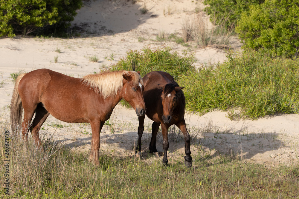 Wild Horses on the Northern End of the Outer Banks in the Sand Dunes at Corolla North Carolina