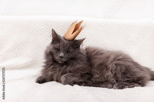 Funny gray fluffy cat is lying on the sofa with a golden crown on his head.