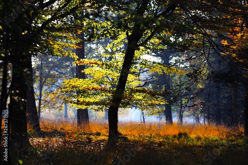 Trees and meadow in an isolated clearing of German forest glowing bright golden in afternoon autumn sun - Brüggen, Germany