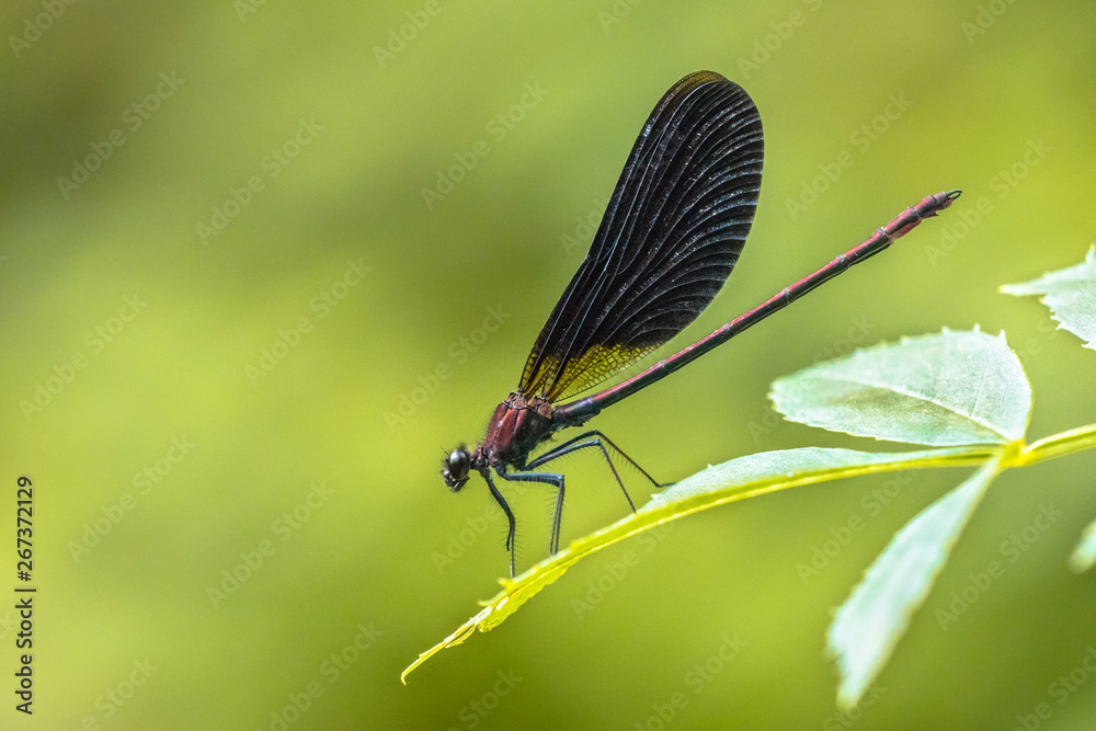 Copper demoiselle male dragonfly Copper demoiselle male dragonfly