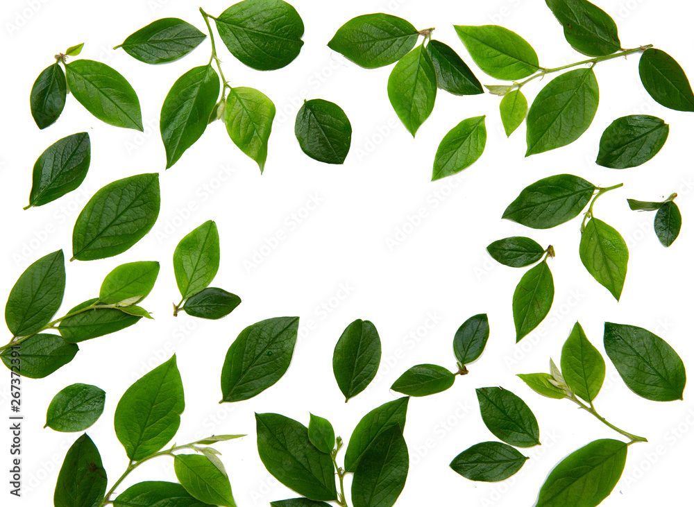 green leaves frame on white background. flat lay., place for your text green leaves frame on white background. flat lay., place for your text