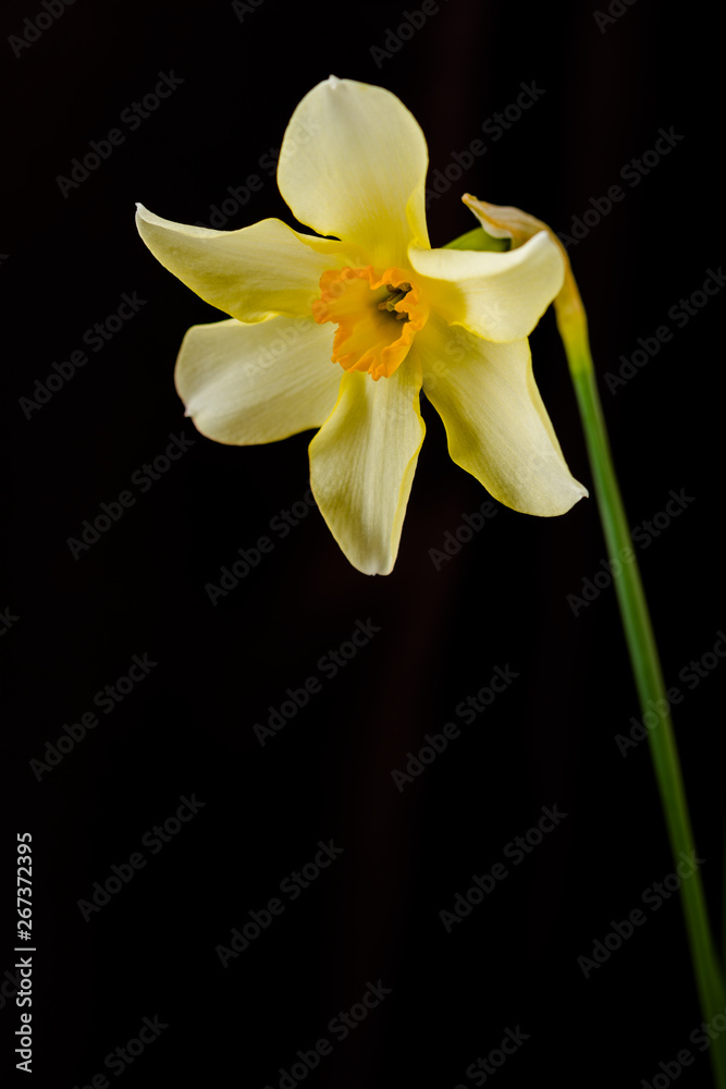 Fototapeta premium Narcissus closeup on black background
