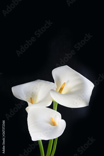 Fototapeta Naklejka Na Ścianę i Meble -  Beautiful bouquet of white callas on a black background, vertical orientation
