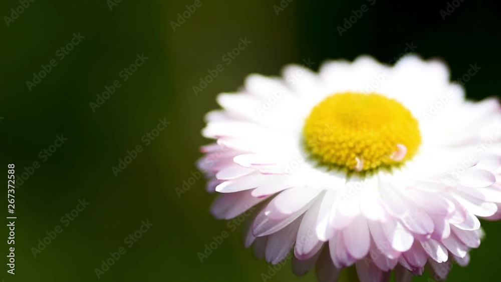 Top view of Chamomile flowers close up with soft focus swaying in the wind. Top view of Chamomile flowers close up with soft focus swaying in the wind.