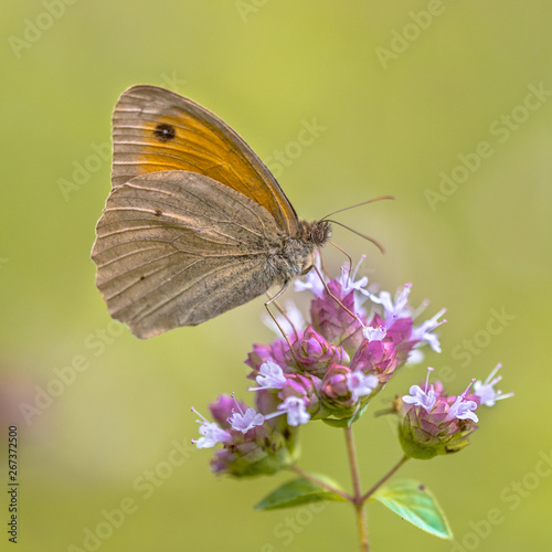 Dusky Meadow Brown butterfly