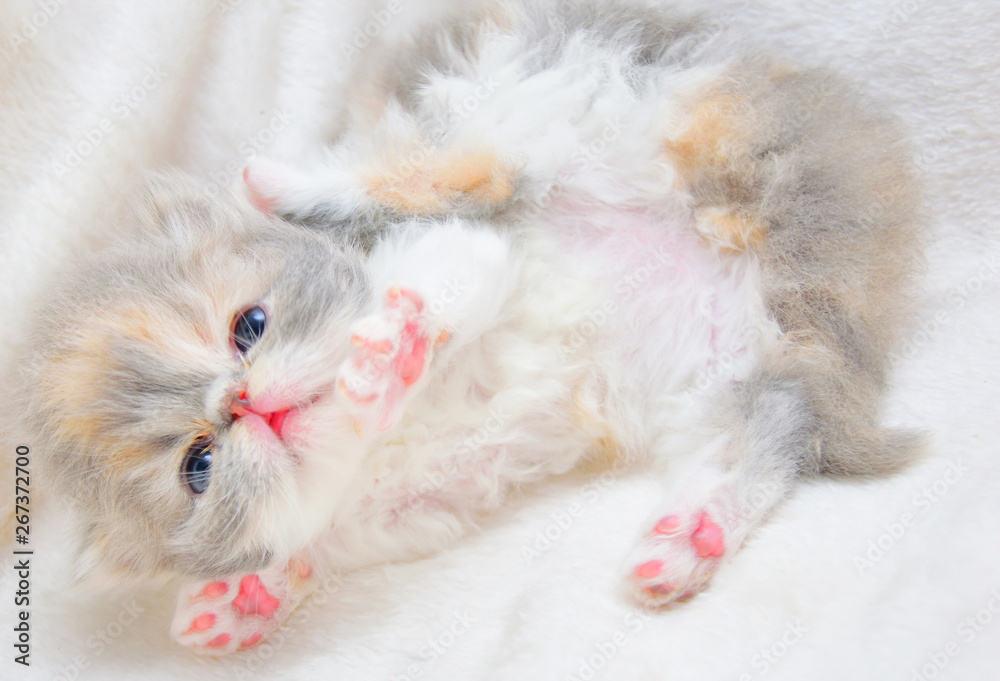 cute persian cat baby kitten