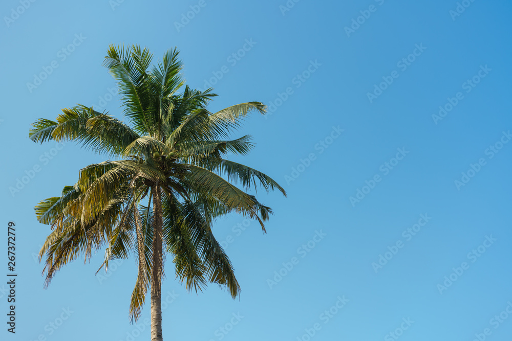 Coconut tree with blue sky background Coconut tree with blue sky background
