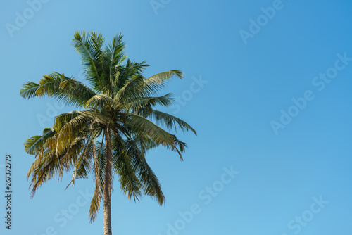 Coconut tree with blue sky background