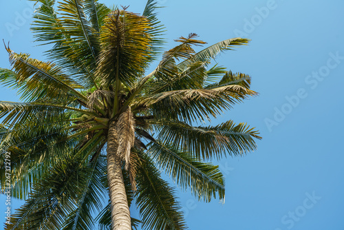 Coconut tree with blue sky background