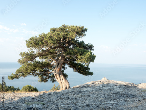 Old juniper on the crimean hill 