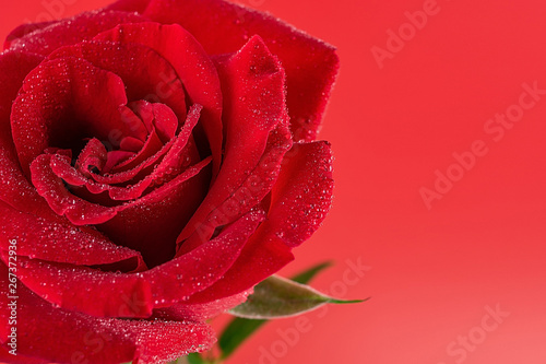 Beautiful romantic red rose petals closeup poster background material