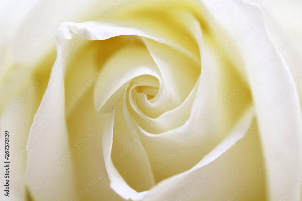 Close up view of a beautiful white rose. Macro image of white rose Close up view of a beautiful white rose. Macro image of white rose