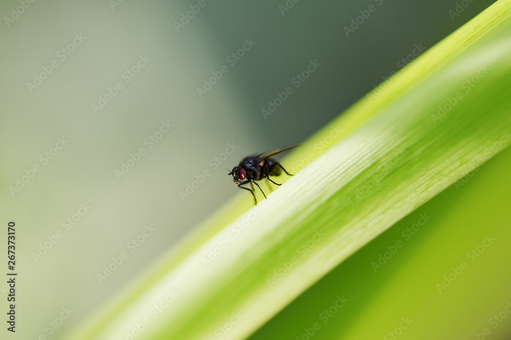 Macro. An ordinary fly sits on the green grass close-up. Horizontal photography Macro. An ordinary fly sits on the green grass close-up. Horizontal photography