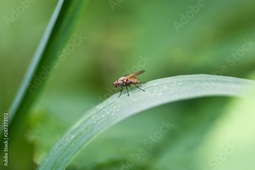 Macro. An ordinary fly sits on the green grass close-up. Horizontal photography