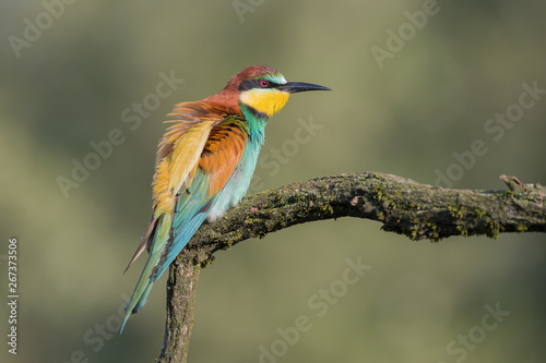 Spectacular portrait of European bee eater at sunrise (Merops apiaster)