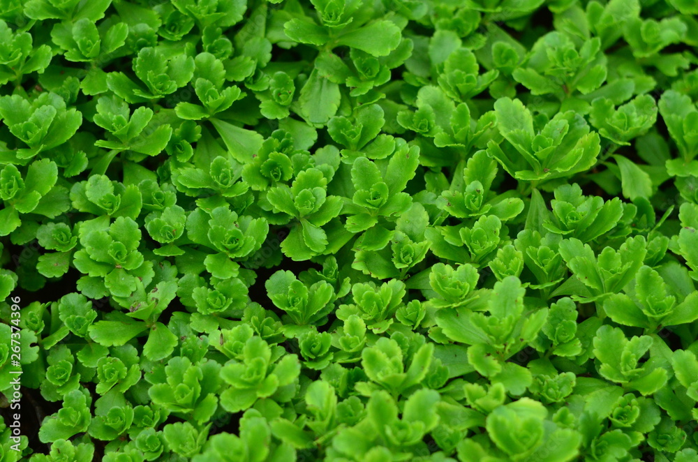 Fototapeta premium background of green leaves