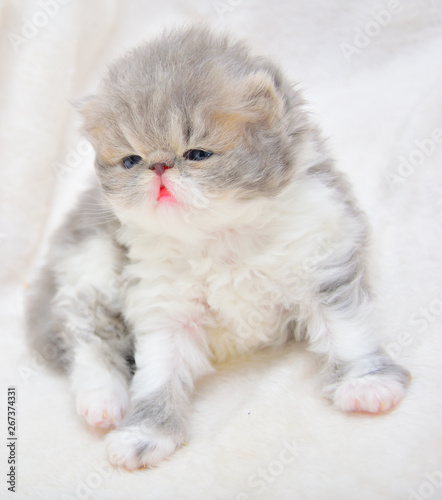 cute persian cat baby kitten