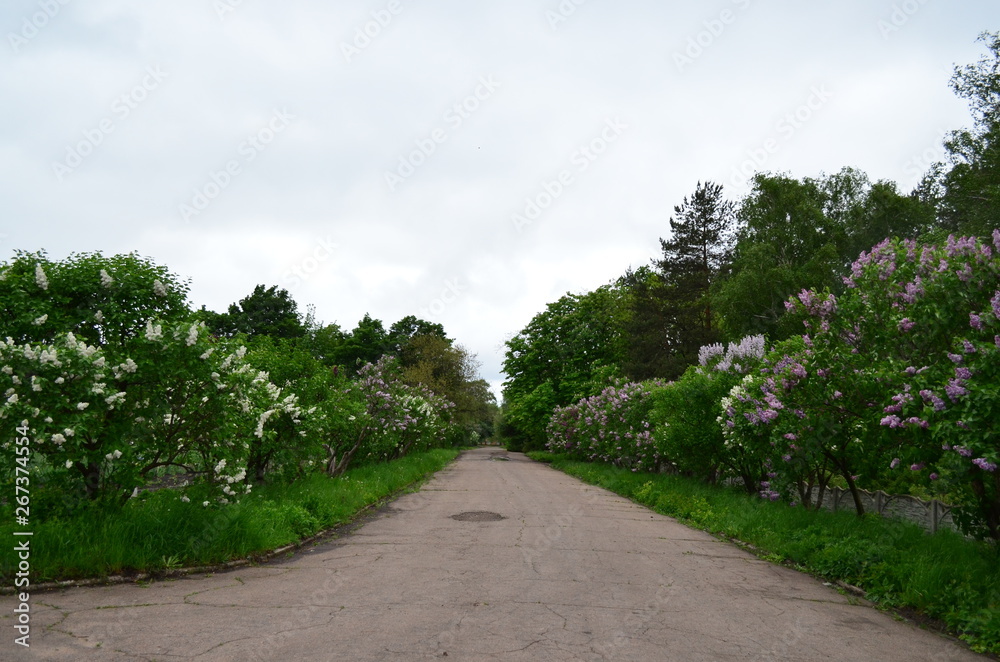 road in the forest