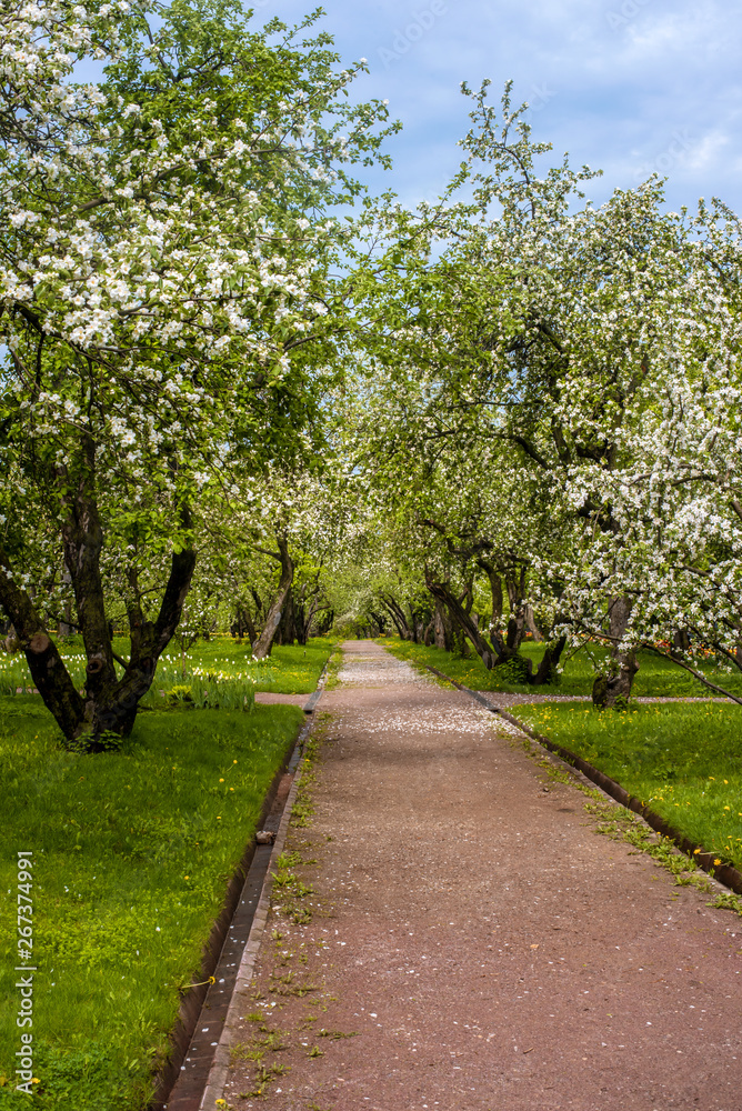 blossoming garden