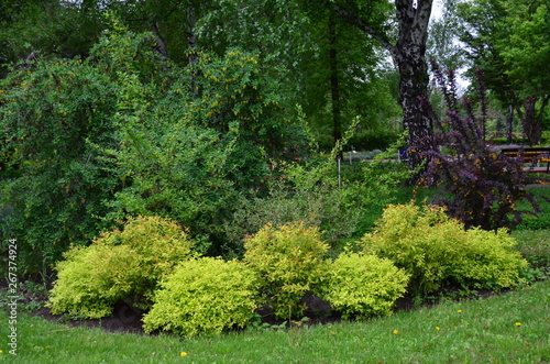 trees in the park