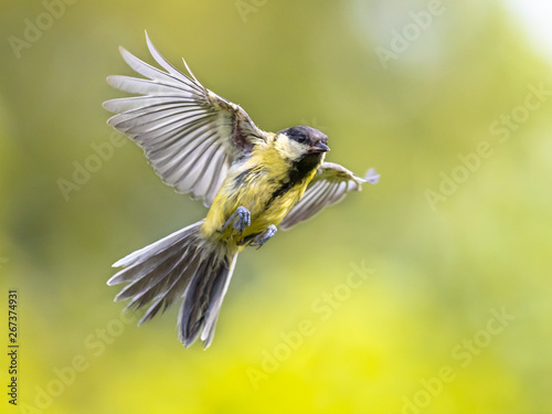 Bird in flight on bright green background crop
