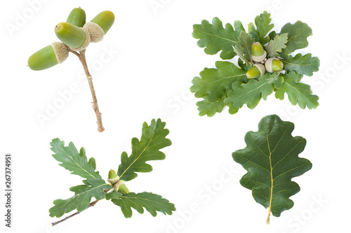 set collection of the Leaves and fruit of Downy Oak (Quercus pubescens) isolated on a white background 
