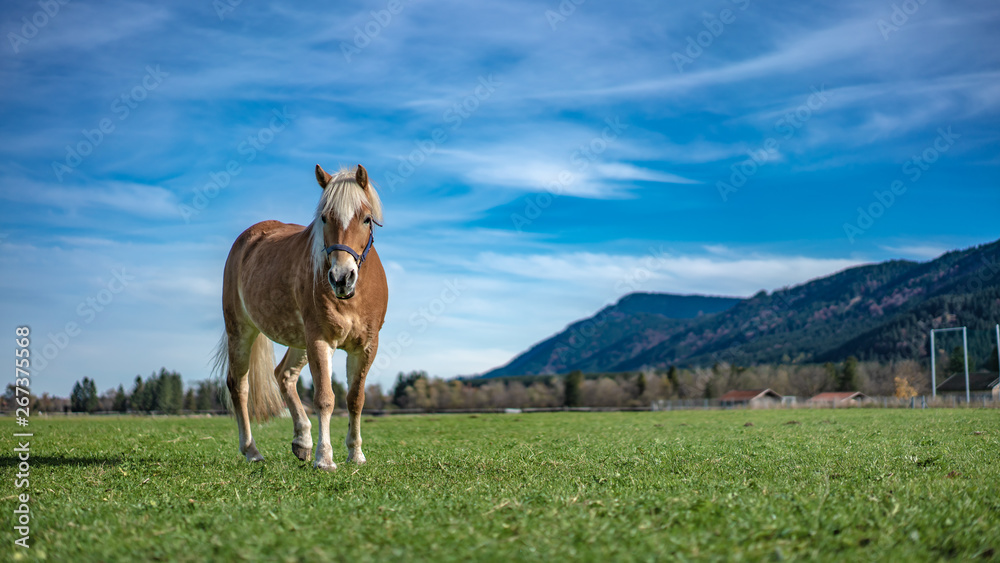 Healthy Horse In A Pasture Portrait