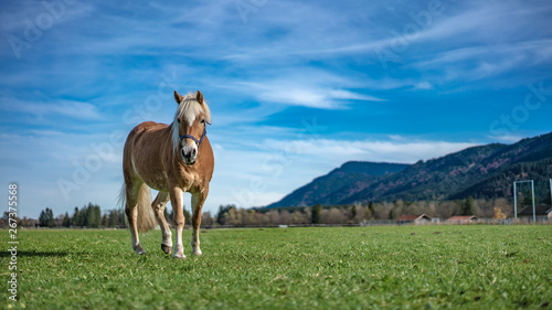 Healthy Horse In A Pasture Portrait