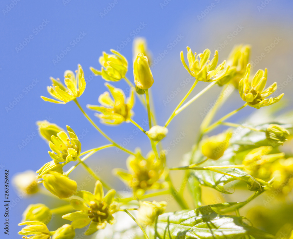 Fototapeta premium Flowers of the maple tree