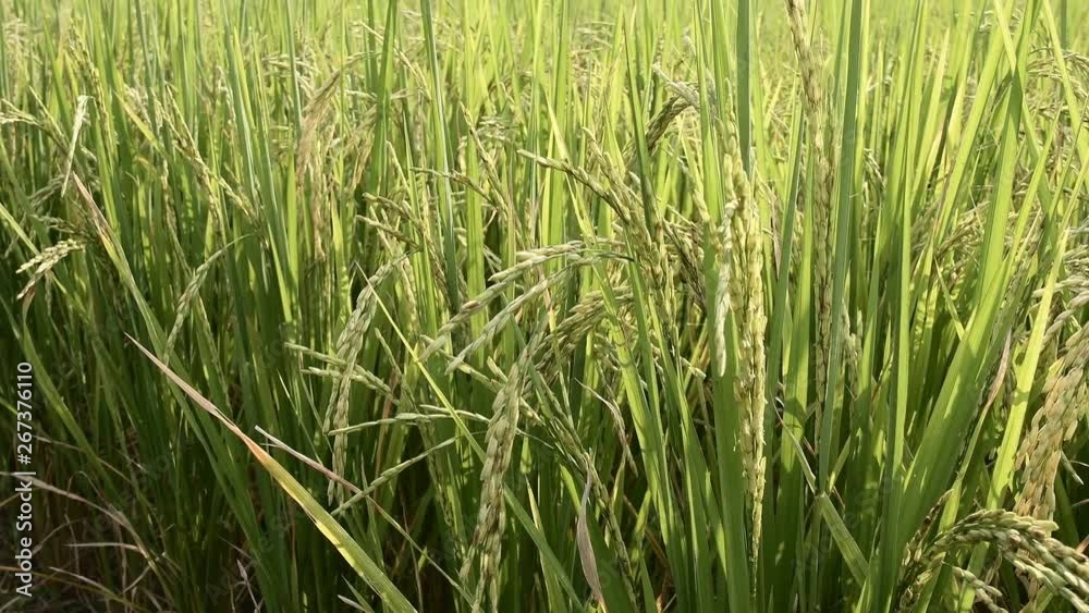 farmer hand with rice field. soft focus farmer hand with rice field. soft focus