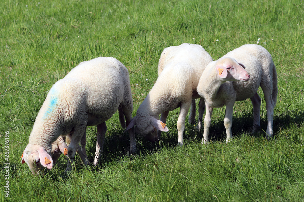 Des agneaux sur la colline Des agneaux sur la colline
