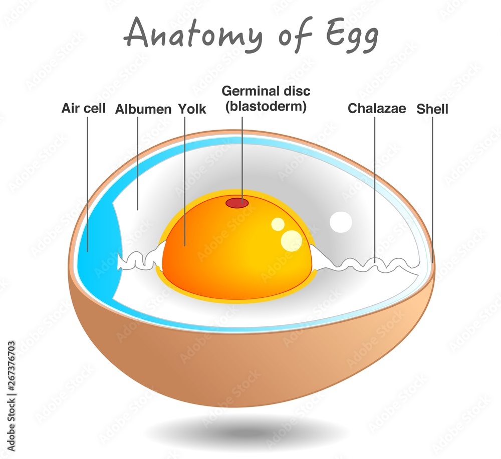 Egg anatomy. Bird and chicken egg diagram. Cross section. Embryo ...