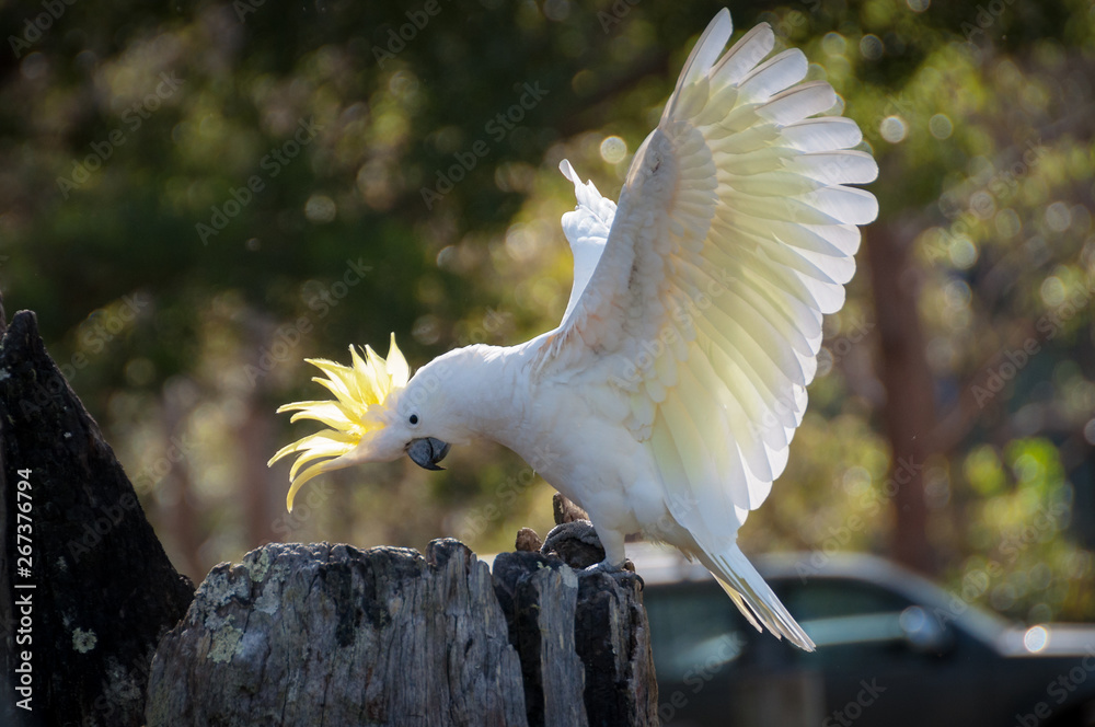 Ταπετσαρία Beautiful sulphur-crested cockatoo showing off its yellow crest and wings