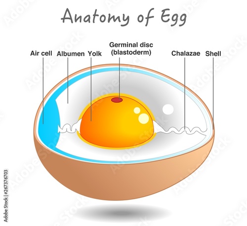 Egg anatomy.  Bird and chicken egg diagram. Cross section. Embryo. Detailed birds, chickens reproductive system. Simple annotated. White background.   photo