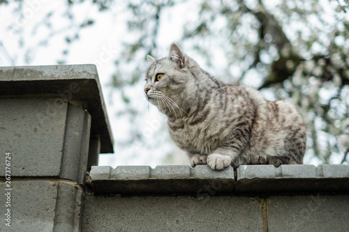 purebred domestic cat on the fence on the background of a flowering tree in the spring