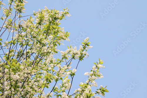 blooming bird cherry tree in blue sky