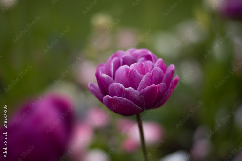 Nahaufnahme der blühenden poppies und chamomiles – Stockfoto, Ahmed Arnaoty Nahaufnahme der blühenden poppies und chamomiles – Stockfoto, Ahmed Arnaoty