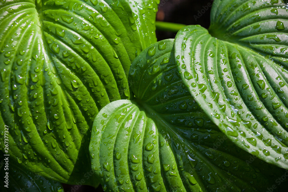 Obraz premium Hosta green leaves with dewdrops