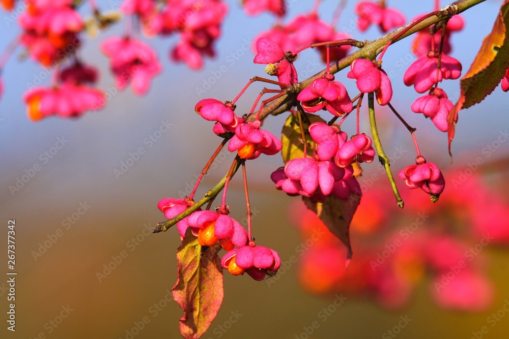 Close up of branch and pink blossoms of a spindle tree (Euonymus europaeus) against blurred blue sky Close up of branch and pink blossoms of a spindle tree (Euonymus europaeus) against blurred blue sky