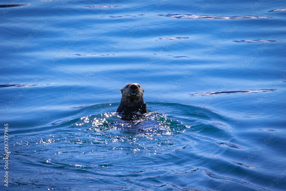 Obraz premium Sea Otter taking notice of its surroundings