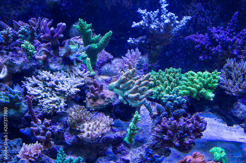 Various type of Short Polyps Stony Coral growth on the live rock