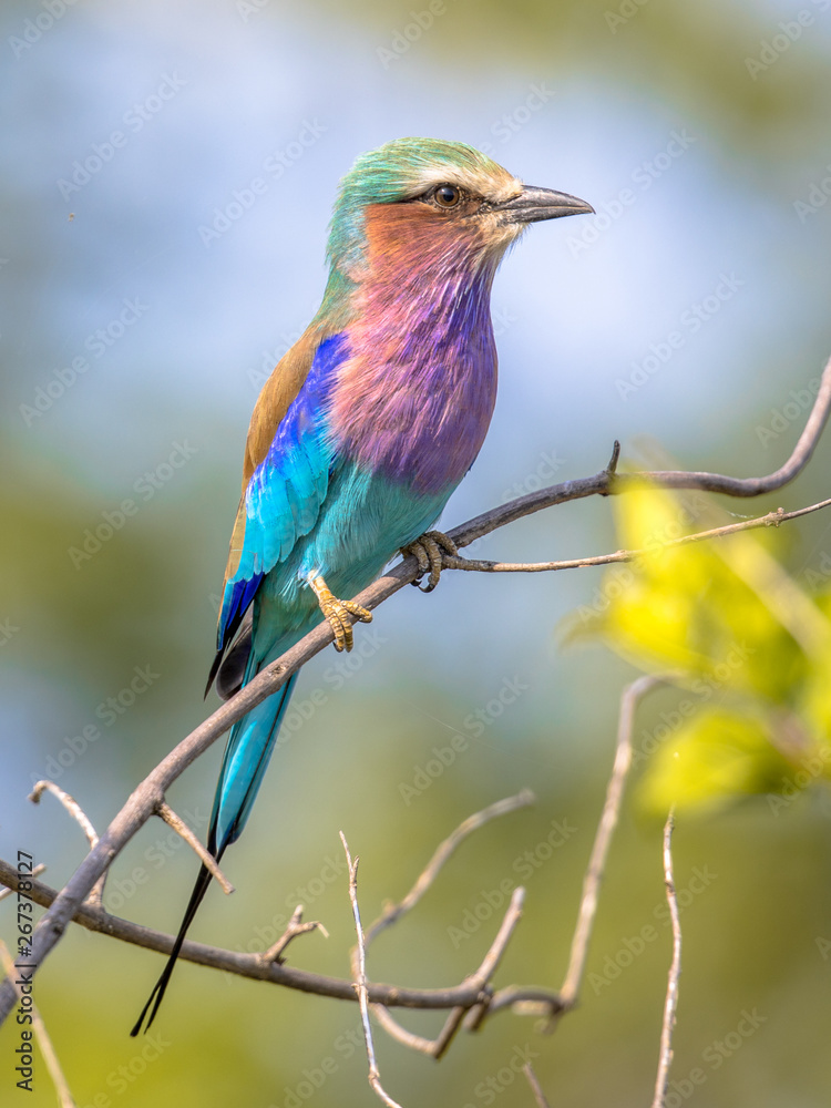 Obraz premium Lilac breasted roller in bush