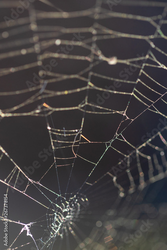 Valokuva Pattern of the thinnest circular web twisted by a spider for enticement of insects